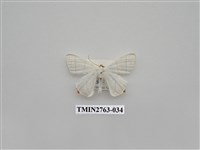 藏品(尺蛾332)的圖片